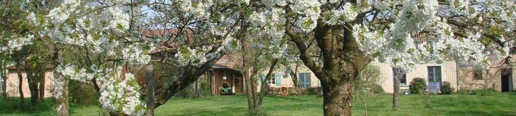 Les cerisiers en fleur au printemps