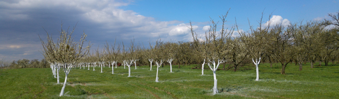 mirabelles qans les côtes de Meuse